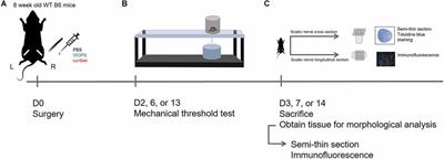 Role of Dectin-1 in peripheral nerve injury